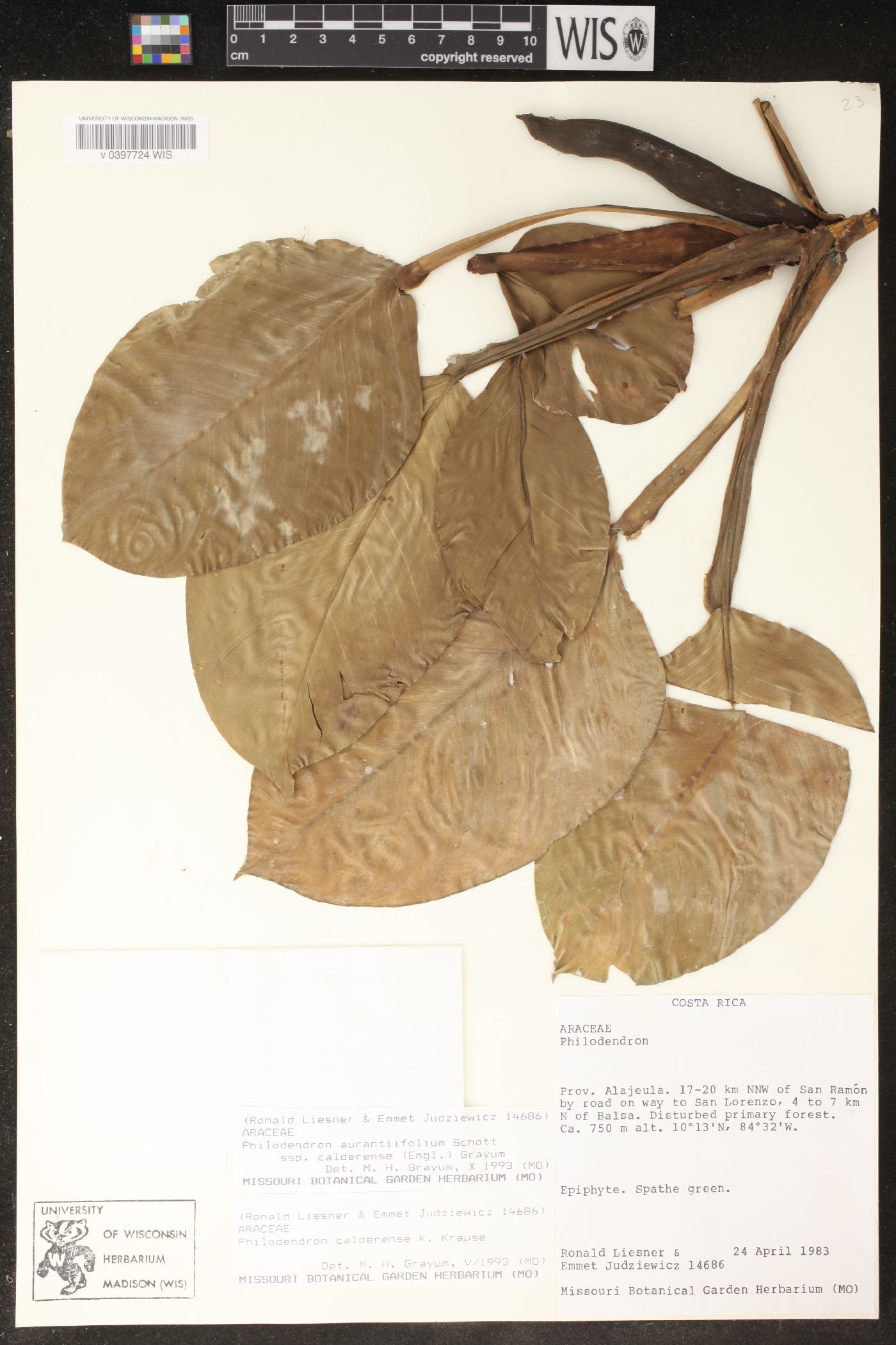 Philodendron aurantiifolium subsp. calderense image