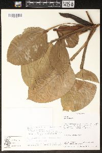 Philodendron aurantiifolium subsp. calderense image