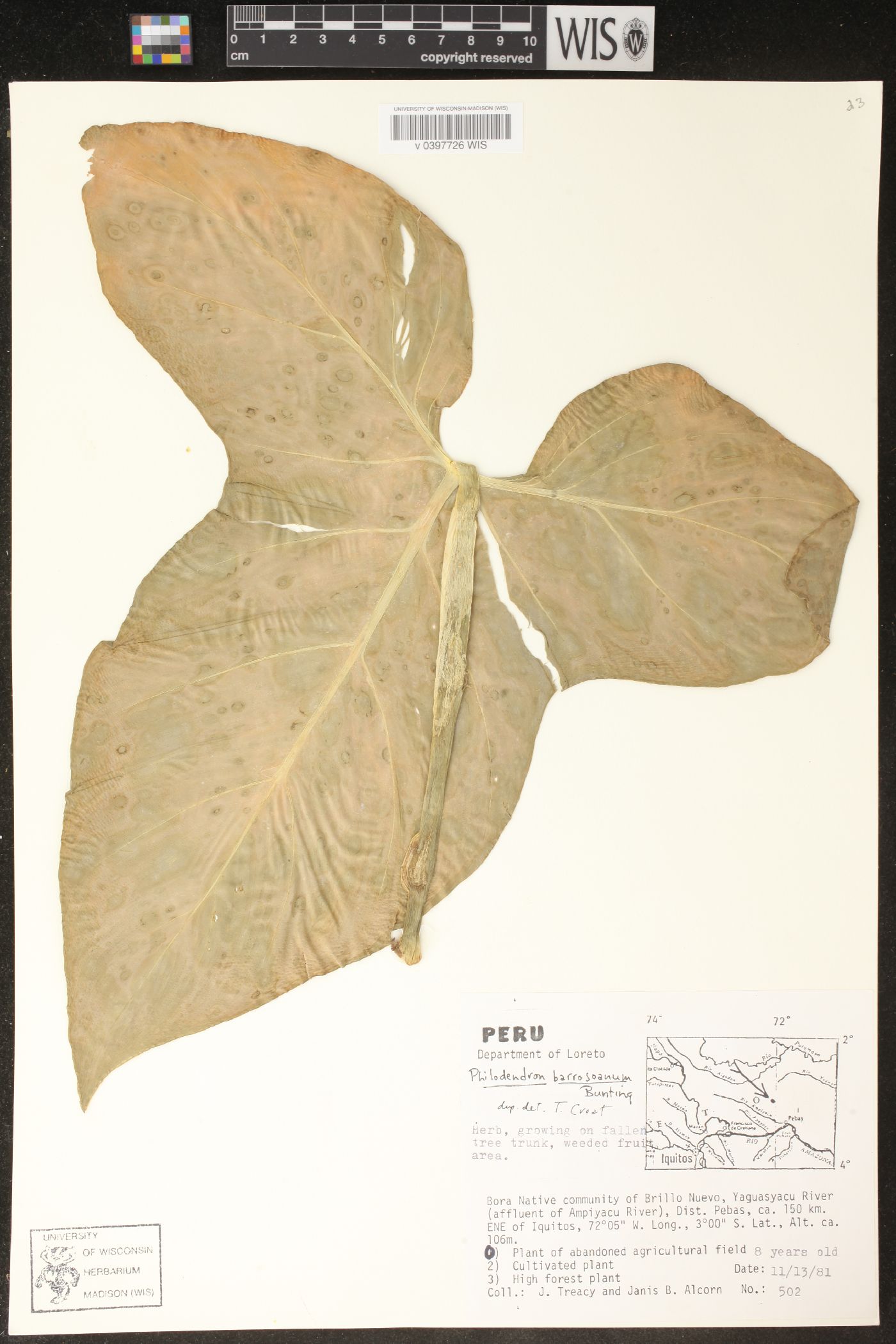 Philodendron barrosoanum image