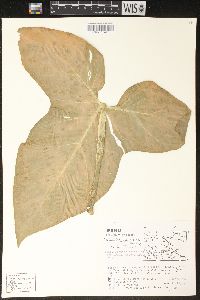 Image of Philodendron barrosoanum