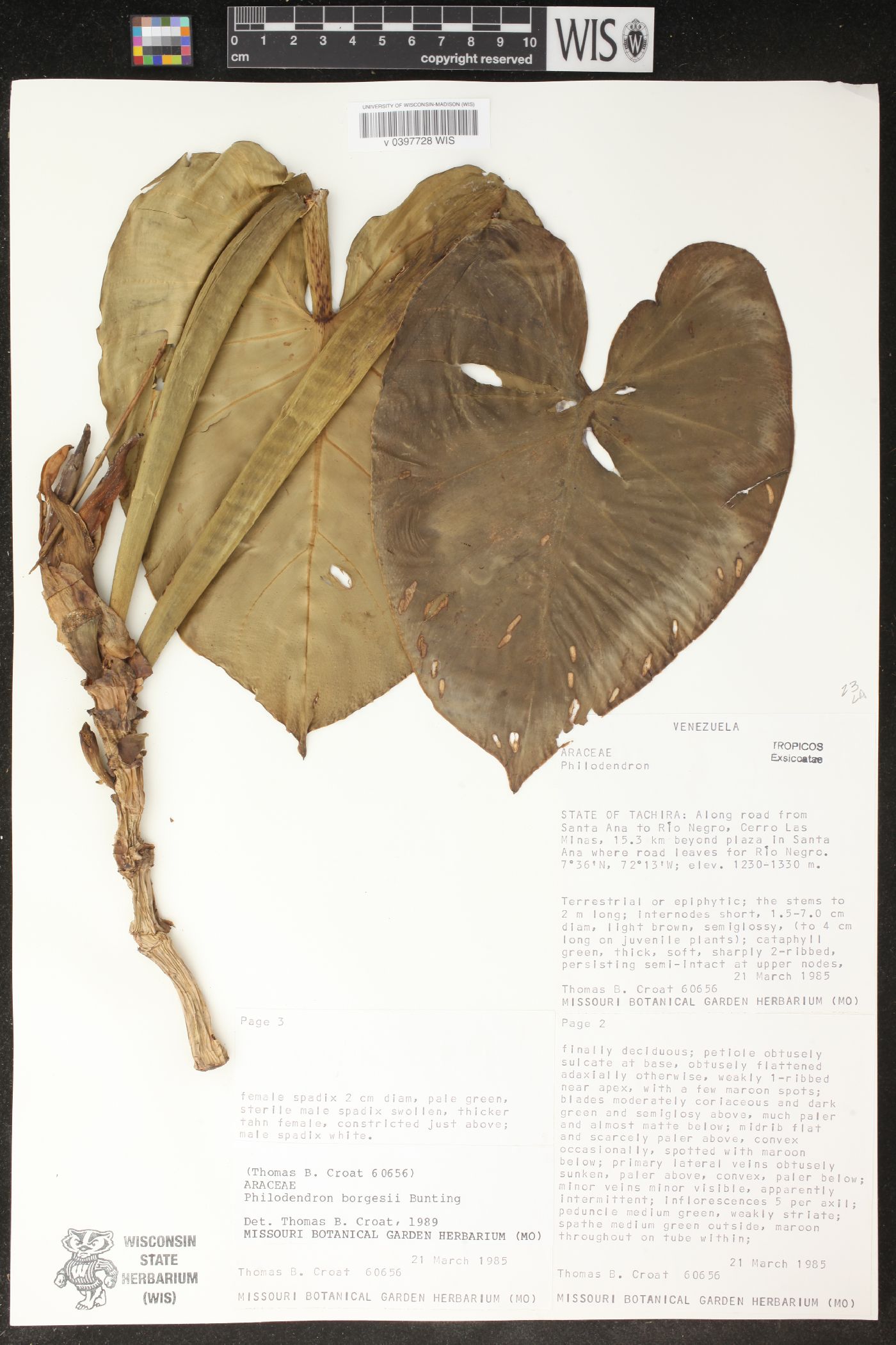 Philodendron borgesii image