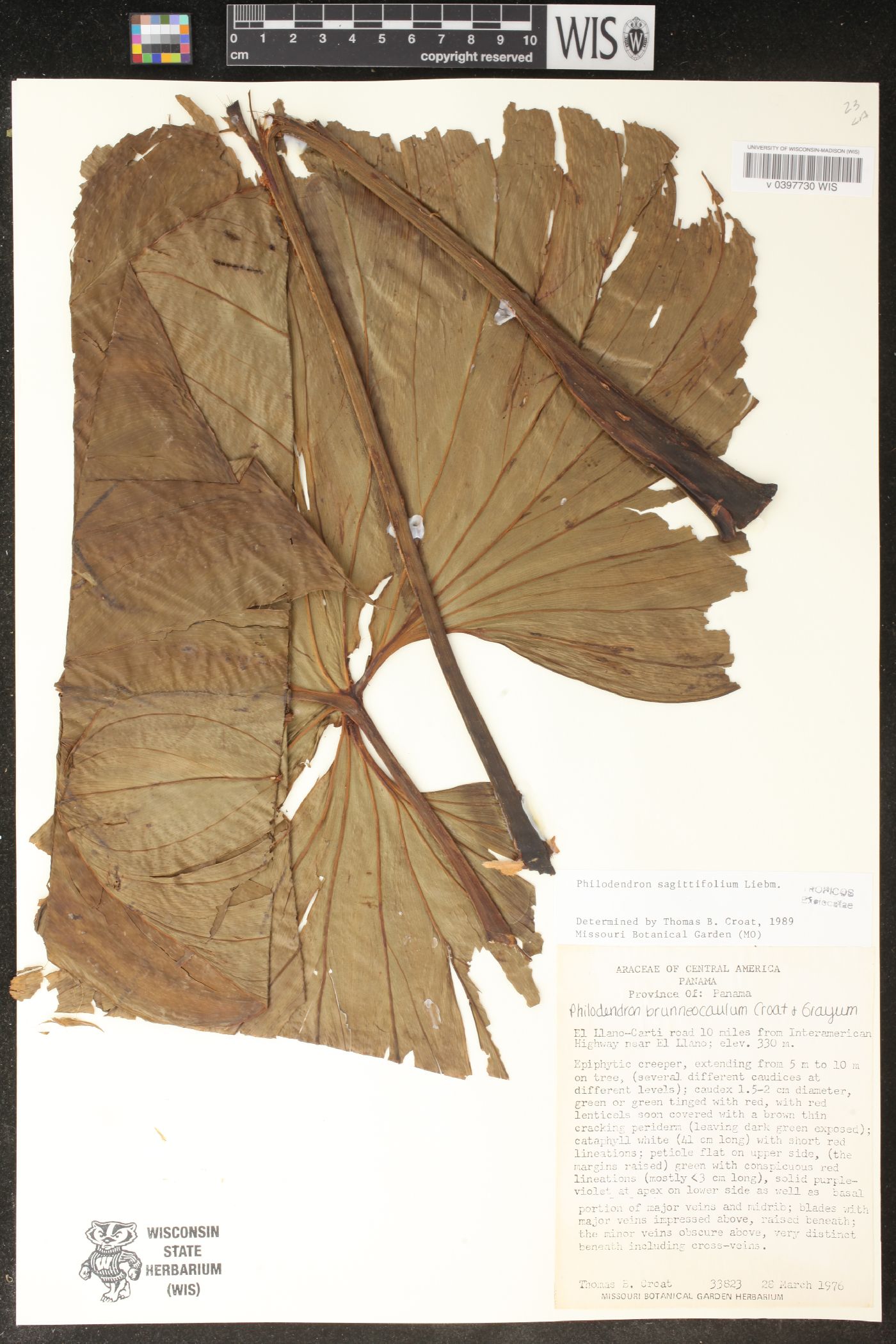 Philodendron sagittifolium image