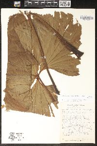 Philodendron sagittifolium image