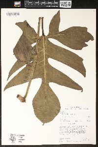 Philodendron pedatum image