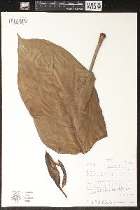 Philodendron roseospathum var. roseospathum image