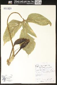 Philodendron rothschuhianum image
