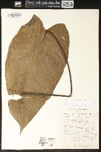 Philodendron sagittifolium image