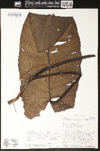 Philodendron sagittifolium image