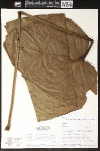 Philodendron scalarinerve image