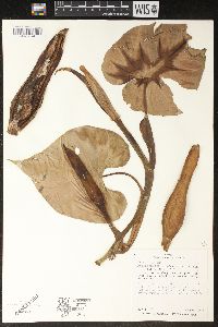 Image of Philodendron scandens