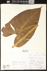 Philodendron schottianum image