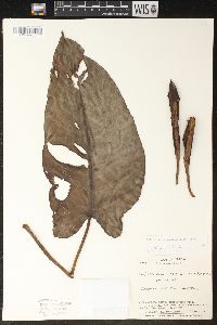 Philodendron sagittifolium image