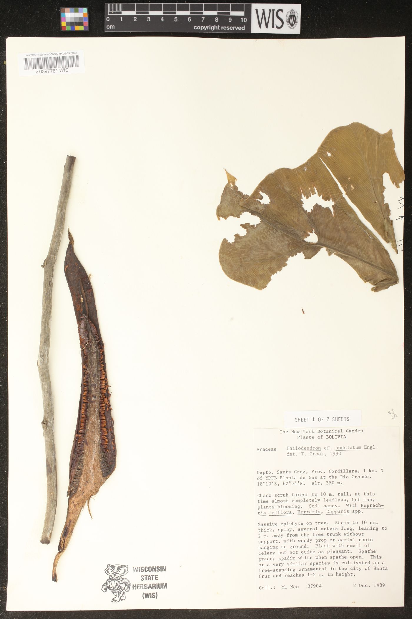 Thaumatophyllum undulatum image