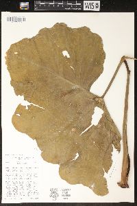 Thaumatophyllum undulatum image