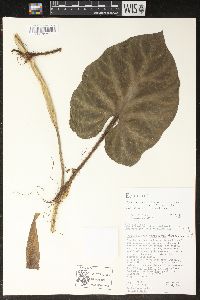 Philodendron verrucosum image