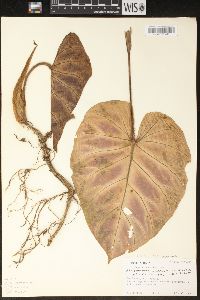 Philodendron verrucosum image