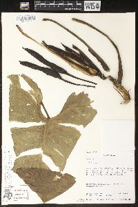 Philodendron wilburii var. wilburii image