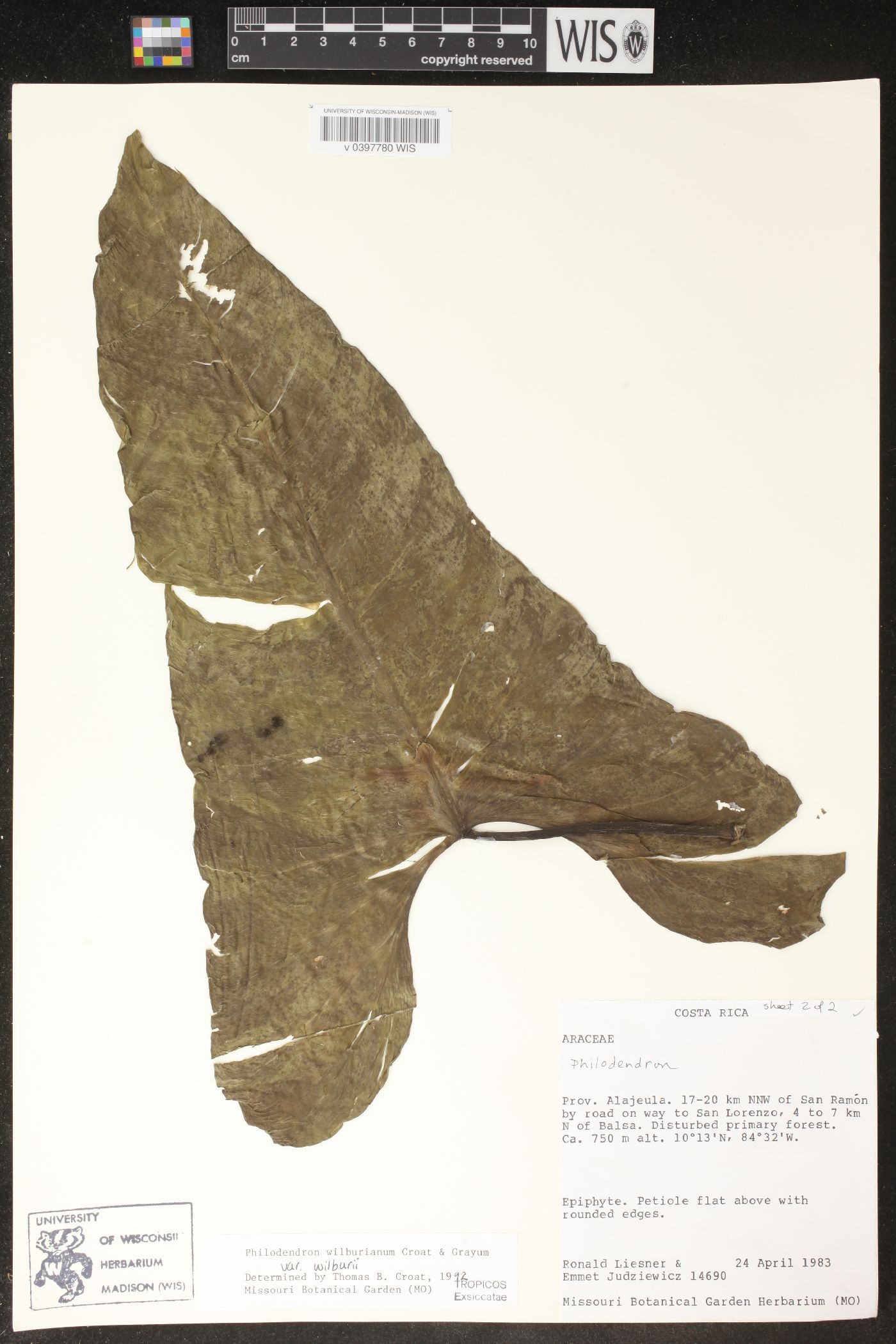 Philodendron wilburii image