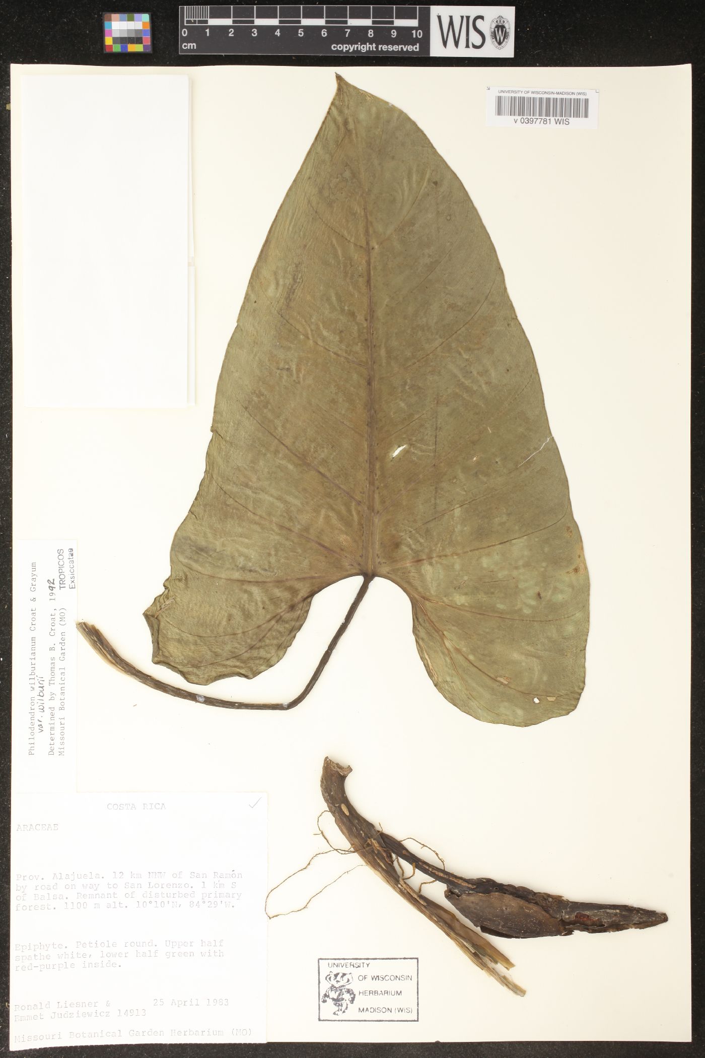 Philodendron wilburii var. wilburii image