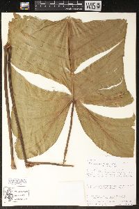 Philodendron tenue image