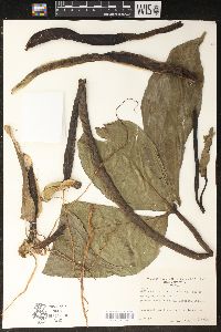 Philodendron tripartitum image