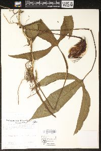 Philodendron tripartitum image