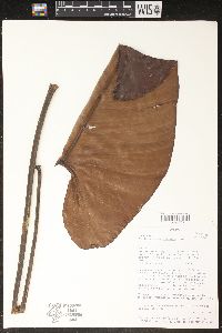 Philodendron tysonii image