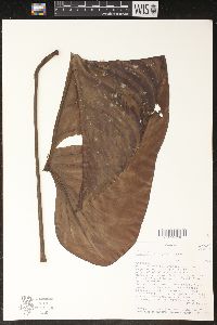 Philodendron tysonii image