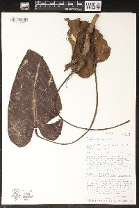 Philodendron tysonii image