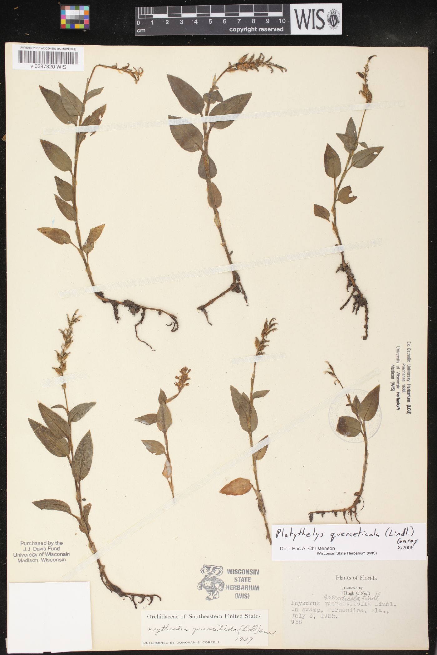 Platythelys querceticola image