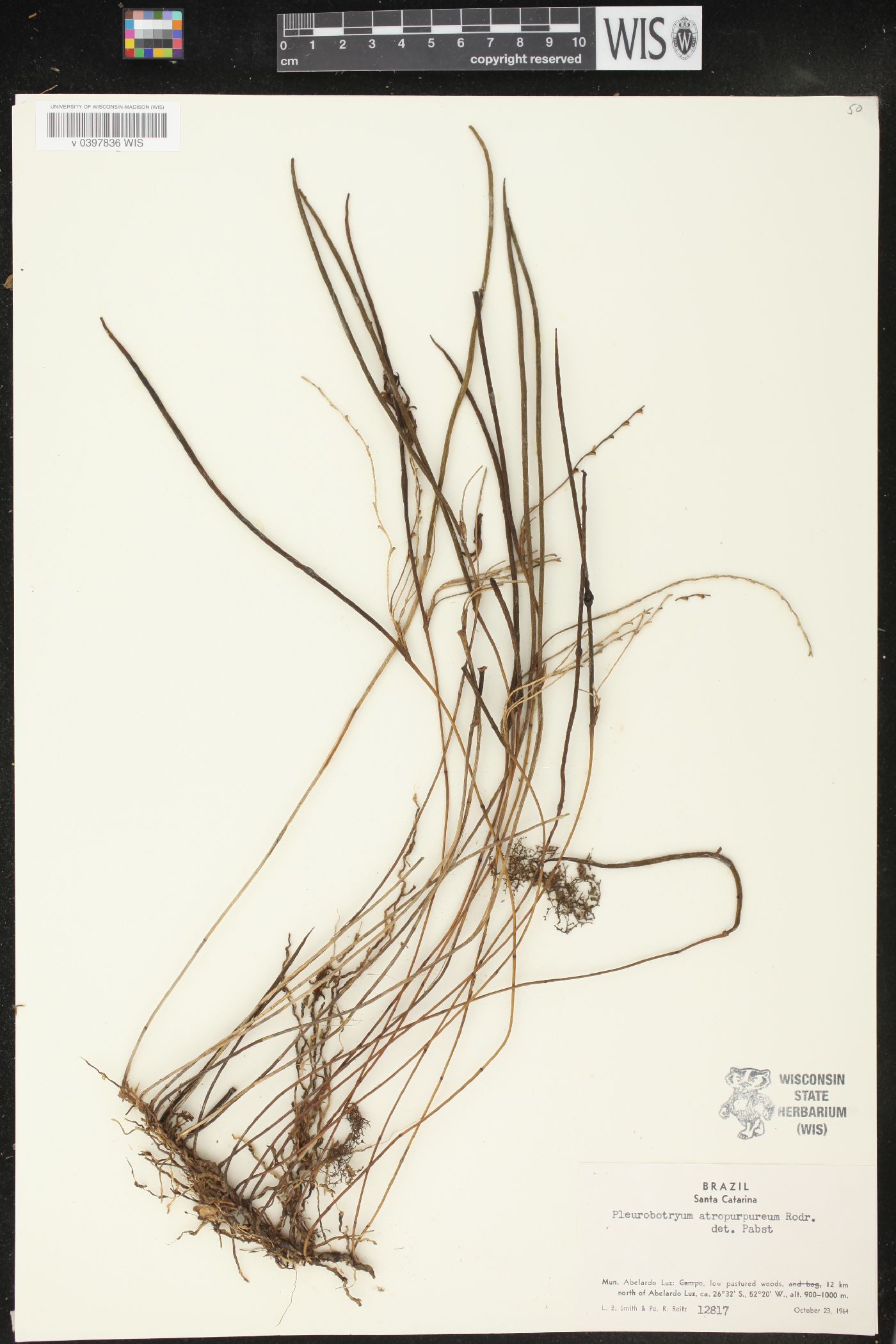 Acianthera atropurpurea image