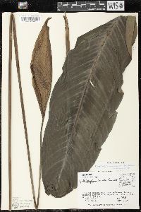 Spathiphyllum cochlearispathum image