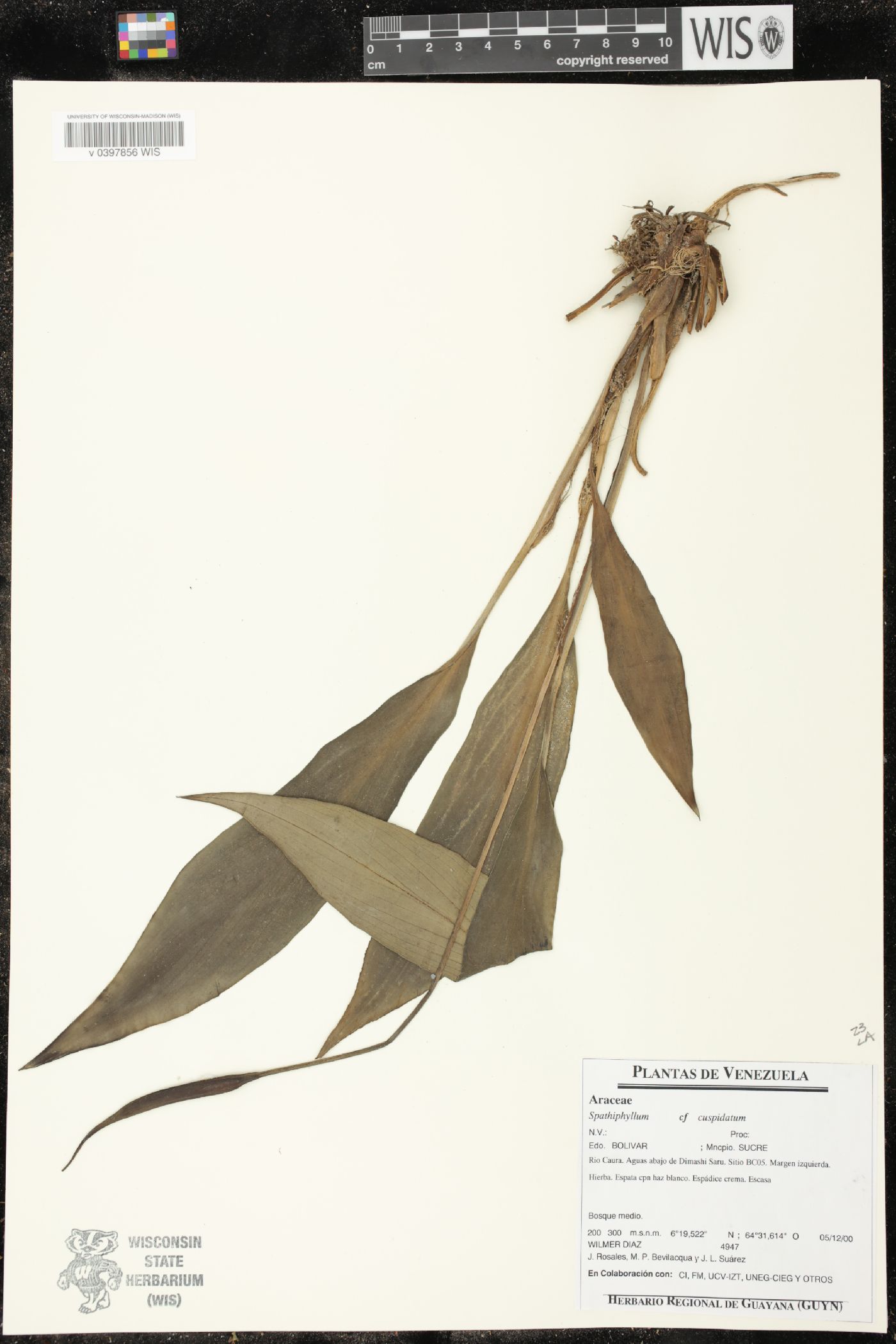 Spathiphyllum cuspidatum image