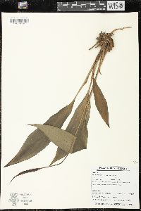 Image of Spathiphyllum cuspidatum