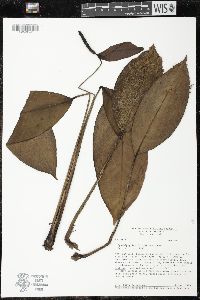 Spathiphyllum fulvovirens image