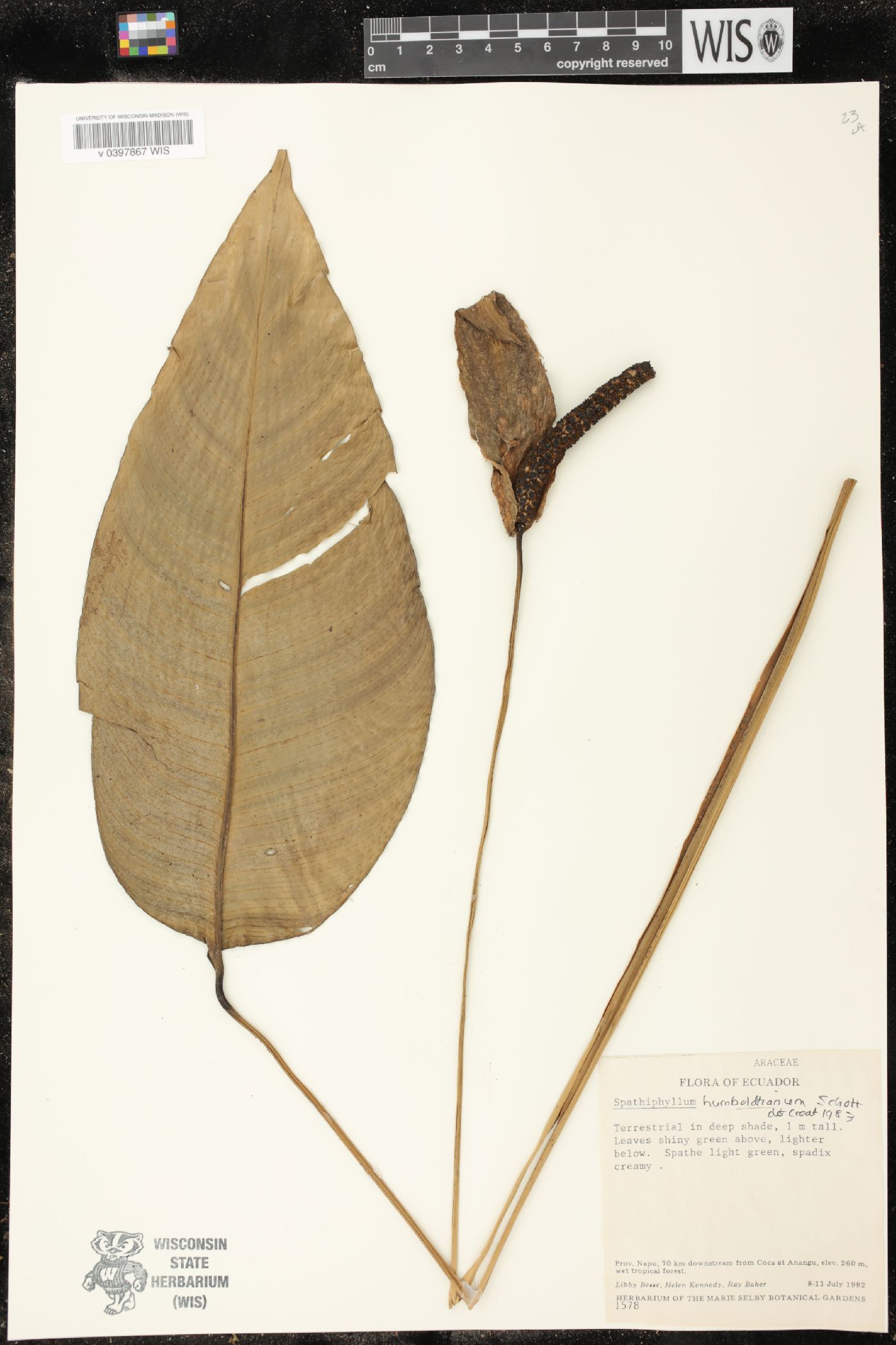 Spathiphyllum humboldtii image