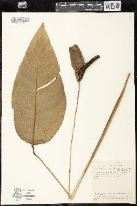 Spathiphyllum humboldtii image