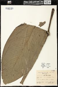 Spathiphyllum wendlandii image