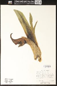 Symplocarpus foetidus image