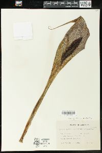 Image of Synandrospadix vermitoxicus