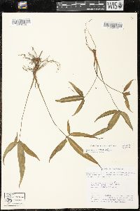 Syngonium angustatum image