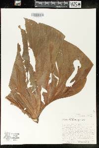 Anthurium dolichostachyum image