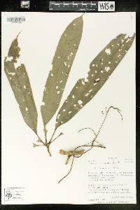 Anthurium eminens image