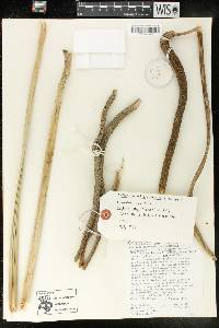 Anthurium dolichostachyum image