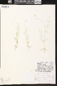 Stellaria longifolia image