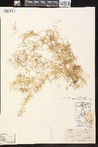 Stellaria longifolia var. atrata image