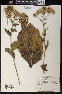 Parthenium integrifolium image