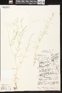Stellaria longifolia var. atrata image