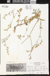 Silene latifolia image