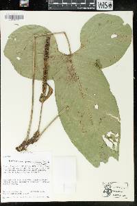 Anthurium panduriforme image